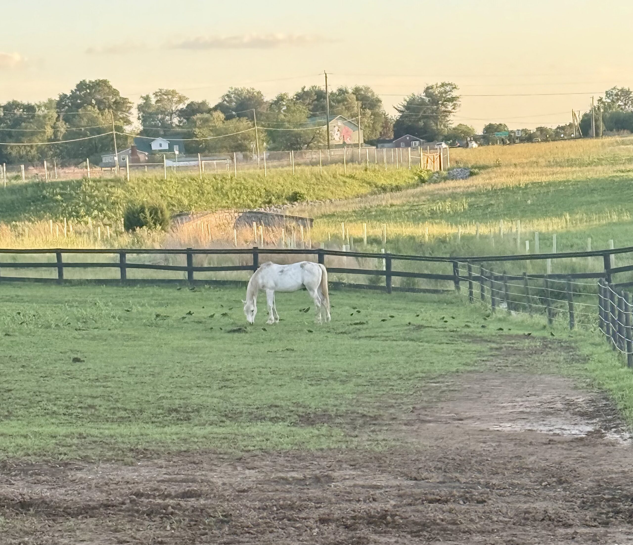 Grumpy Goat Farm Sanctuary