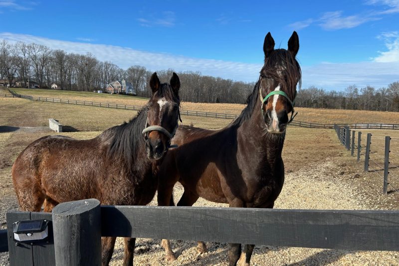 unnamed (16) animal rescue Virginia farm sanctuary